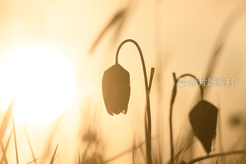 蛇头贝母(Fritillaria meleagris)在一个美丽的春天夕阳草场上